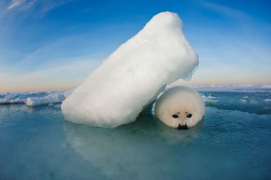 Interview: Underwater Photographers David Doubilet and Jennifer Hayes Talk CORAL KINGDOMS AND EMPIRES OF ICE Image