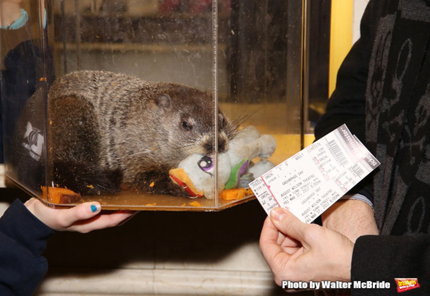 Photo Coverage: Staten Island Chuck Helps Andy Karl & GROUNDHOG DAY Company Open the Box Office!  Image
