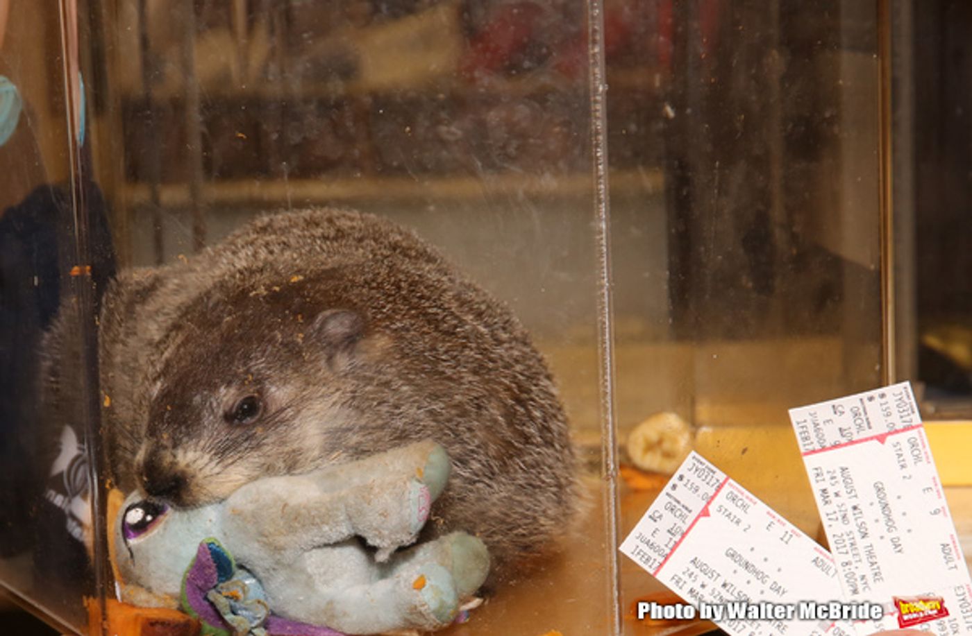 Photo Coverage: Staten Island Chuck Helps Andy Karl & GROUNDHOG DAY Company Open the Box Office!  Image