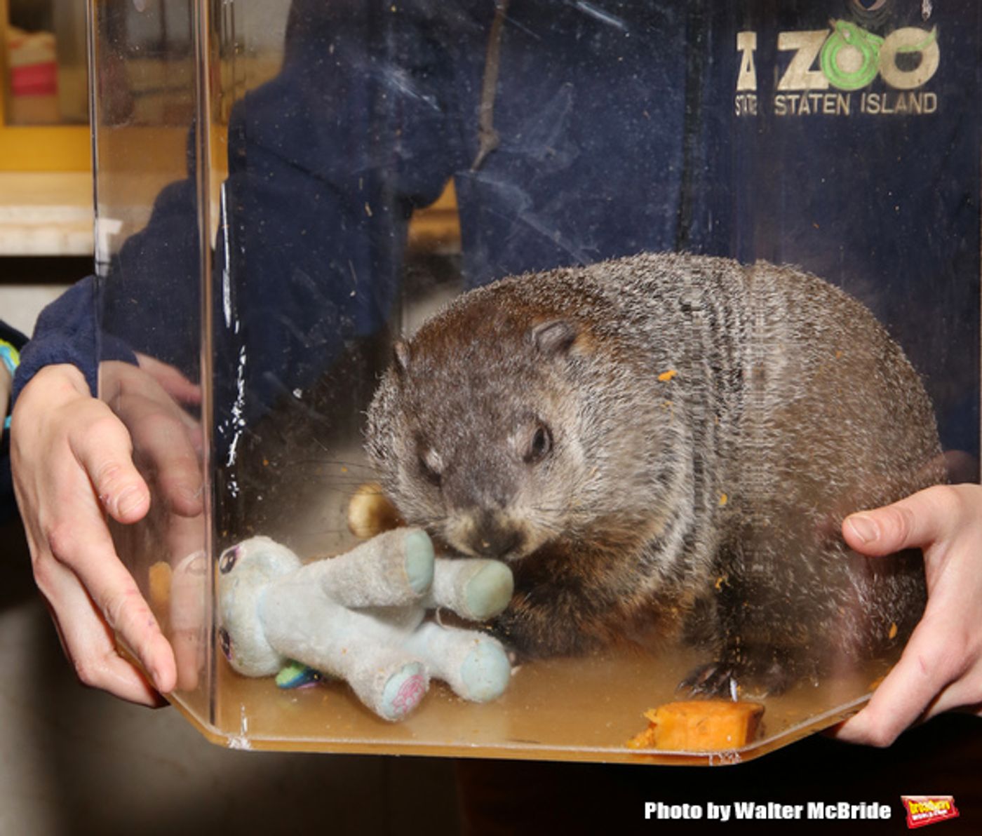 Photo Coverage: Staten Island Chuck Helps Andy Karl & GROUNDHOG DAY Company Open the Box Office!  Image