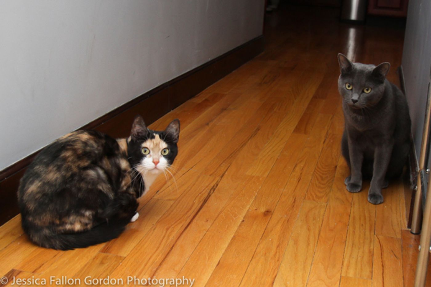 BWW Exclusive: TAILS OF BROADWAY- Meet Ariana DeBose's Feline Friends, Freddy and Izzy!  Image