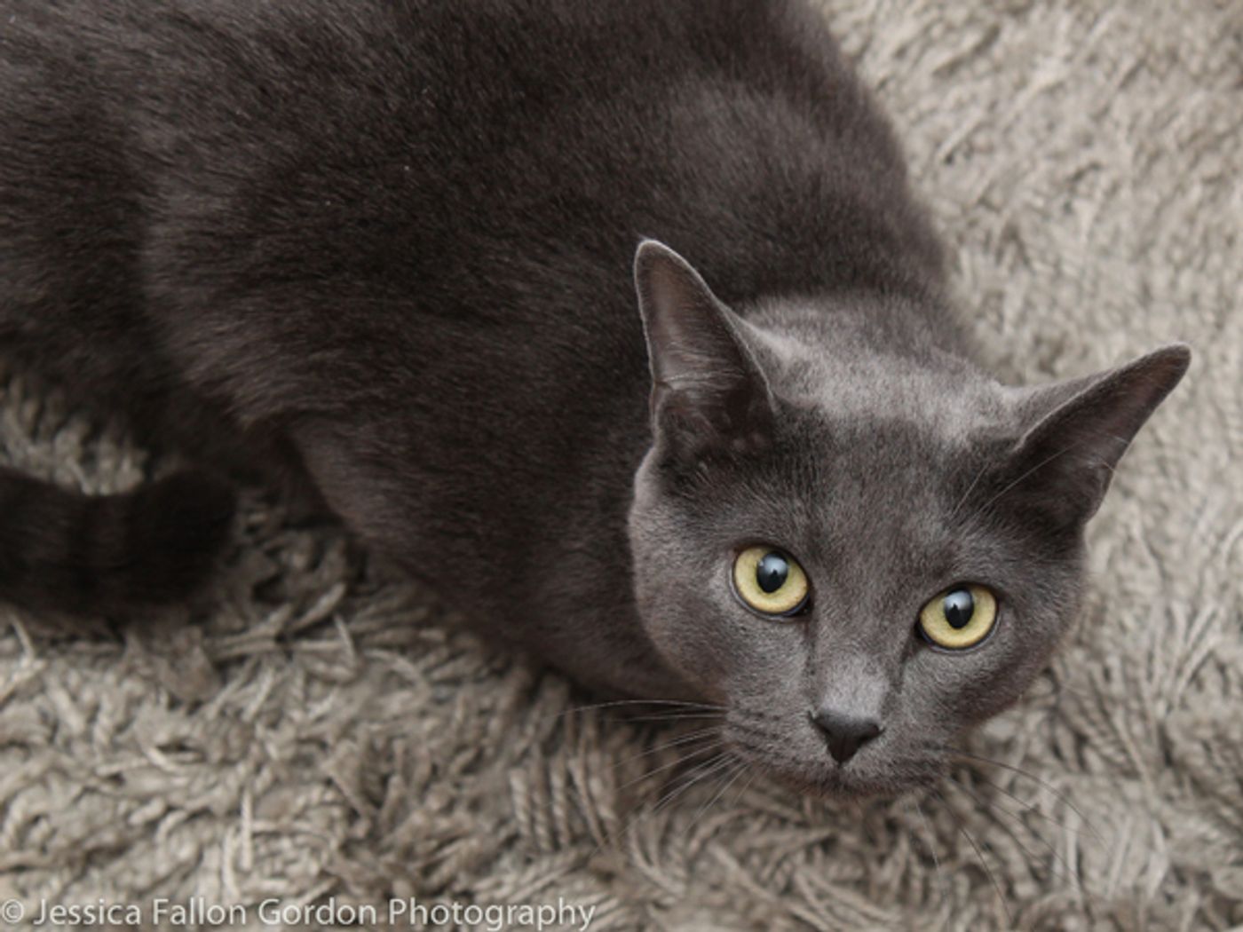 BWW Exclusive: TAILS OF BROADWAY- Meet Ariana DeBose's Feline Friends, Freddy and Izzy!  Image