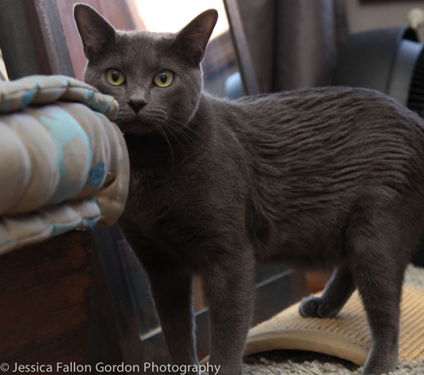 BWW Exclusive: TAILS OF BROADWAY- Meet Ariana DeBose's Feline Friends, Freddy and Izzy!  Image