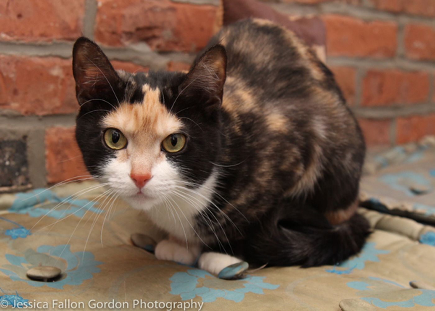 BWW Exclusive: TAILS OF BROADWAY- Meet Ariana DeBose's Feline Friends, Freddy and Izzy!  Image