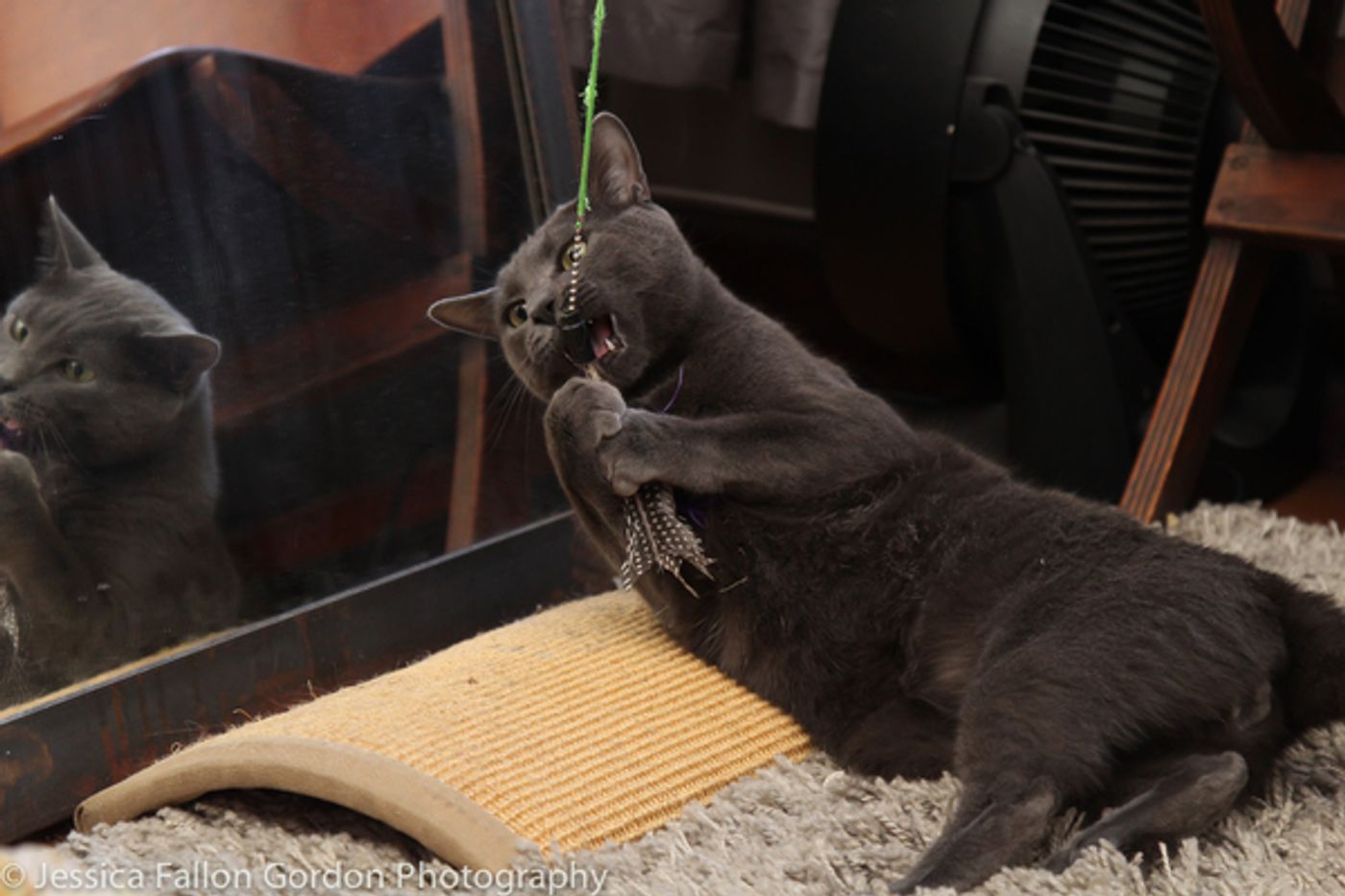 BWW Exclusive: TAILS OF BROADWAY- Meet Ariana DeBose's Feline Friends, Freddy and Izzy!  Image