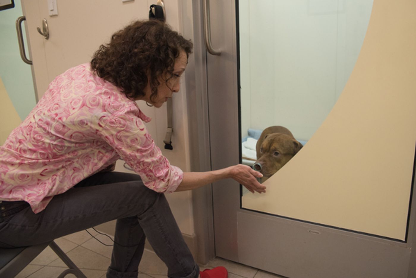 Photos and Video: Bebe Neuwirth Tells Stories to Recovering Canines at the ASPCA  Image