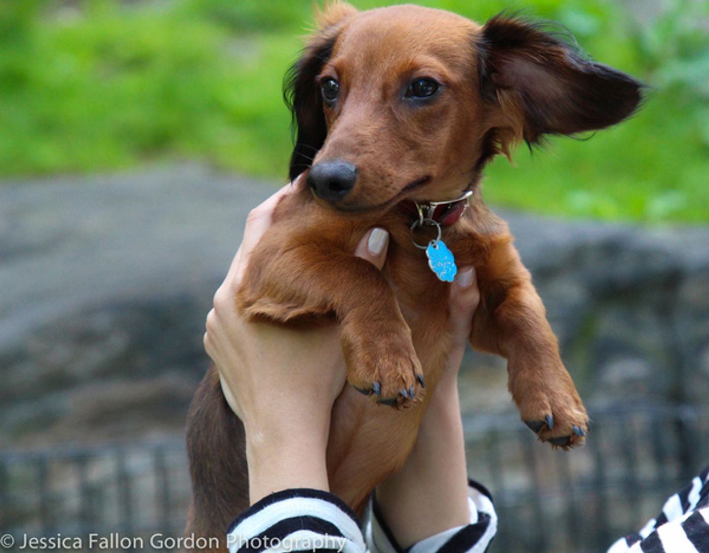 BWW Exclusive: TAILS OF BROADWAY- Ana Villafane Gets on Her Feet with Ollie!  Image
