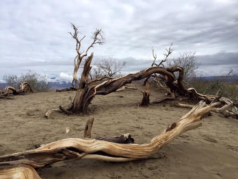 Theatre in Historic Places: A Ballerina in the Desert's Legacy Lives On at AMARGOSA OPERA HOUSE  Image