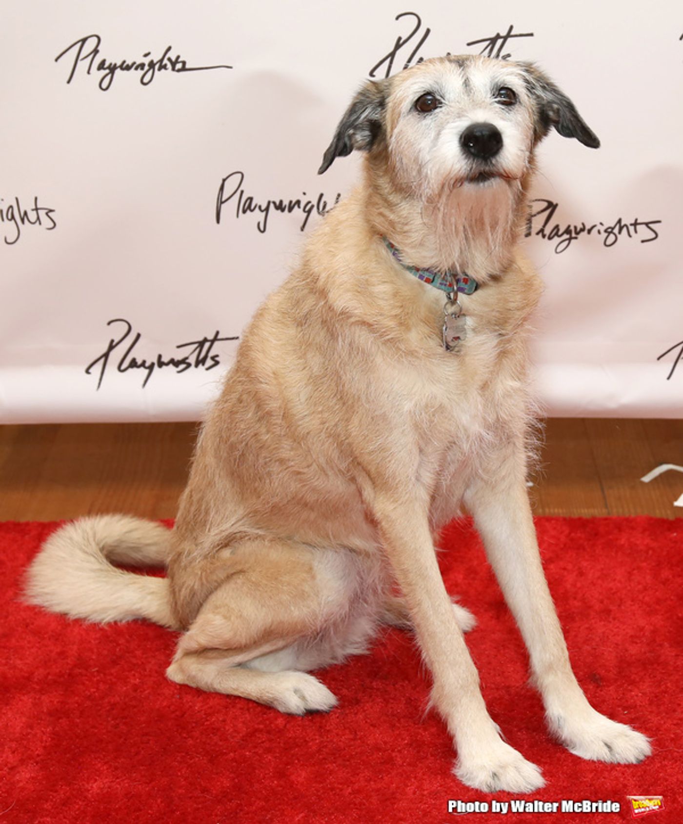 Photo Coverage: Meet the Company of FOR PETER PAN ON HER 70th BIRTHDAY!  Image