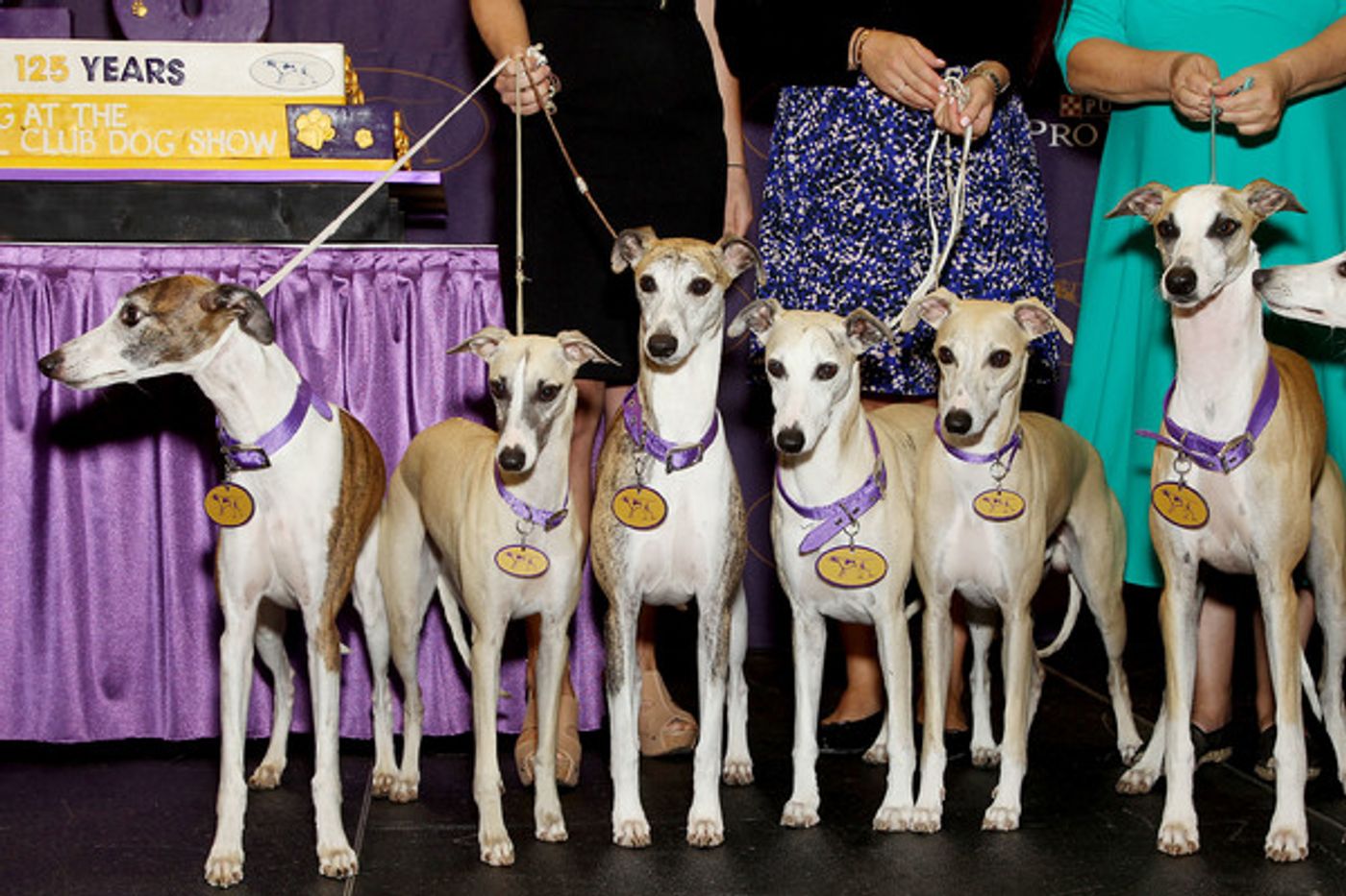 Photo Flash: Whippets Take Over the Garden to Celebrate 125 Years in Westminster Kennel Club Dog Show Photo Flash: Whippets Take Over the Garden to Celebrate 125 Years in Westminster Kennel Club Dog Show Image