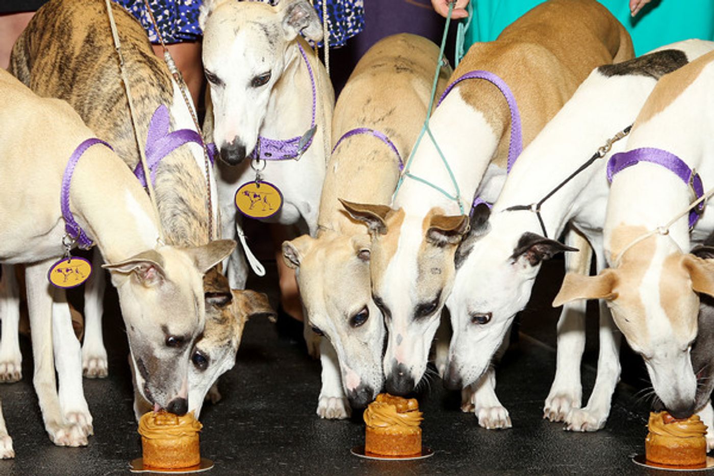 Photo Flash: Whippets Take Over the Garden to Celebrate 125 Years in Westminster Kennel Club Dog Show Photo Flash: Whippets Take Over the Garden to Celebrate 125 Years in Westminster Kennel Club Dog Show Image