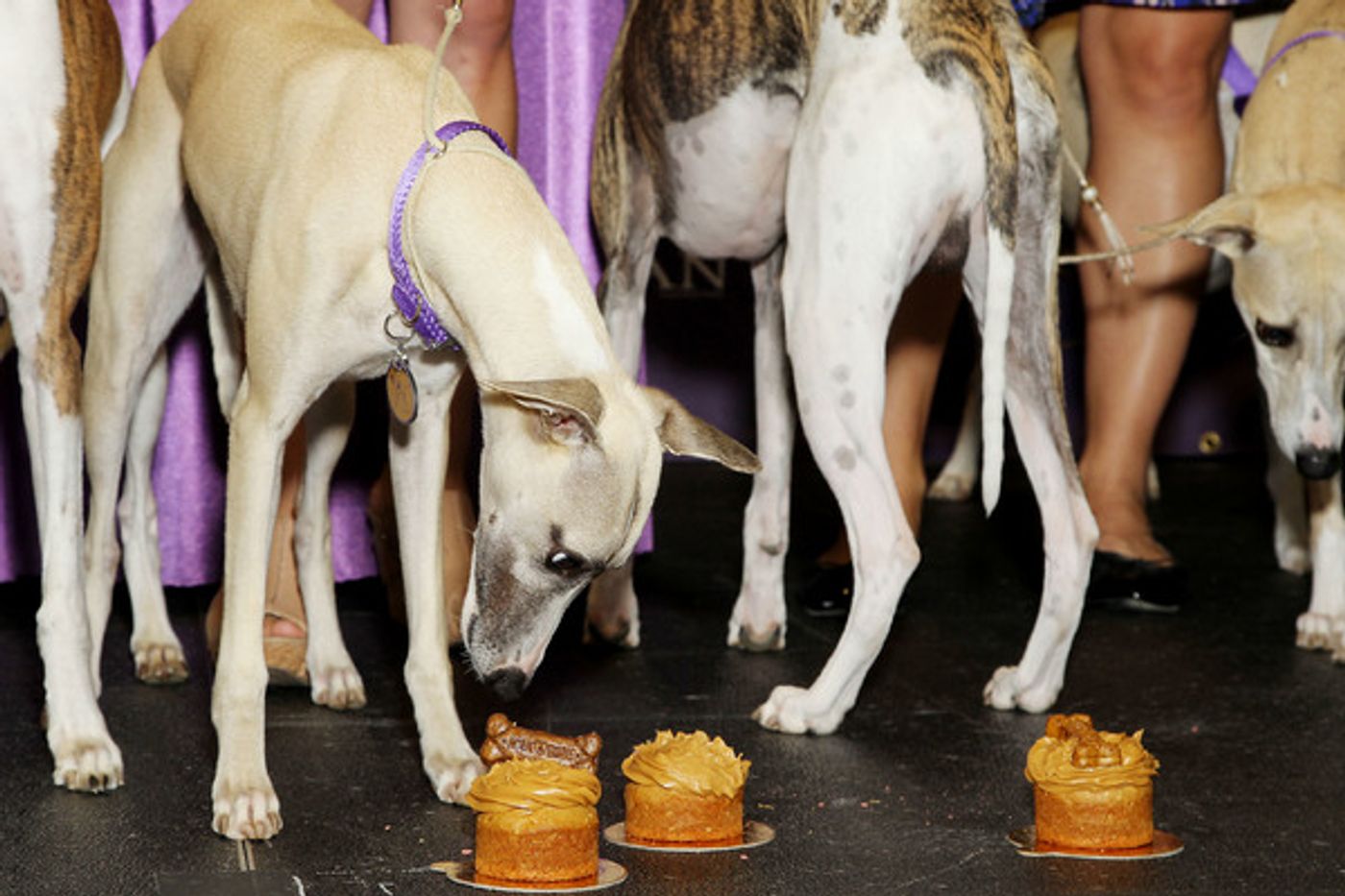 Photo Flash: Whippets Take Over the Garden to Celebrate 125 Years in Westminster Kennel Club Dog Show Photo Flash: Whippets Take Over the Garden to Celebrate 125 Years in Westminster Kennel Club Dog Show Image