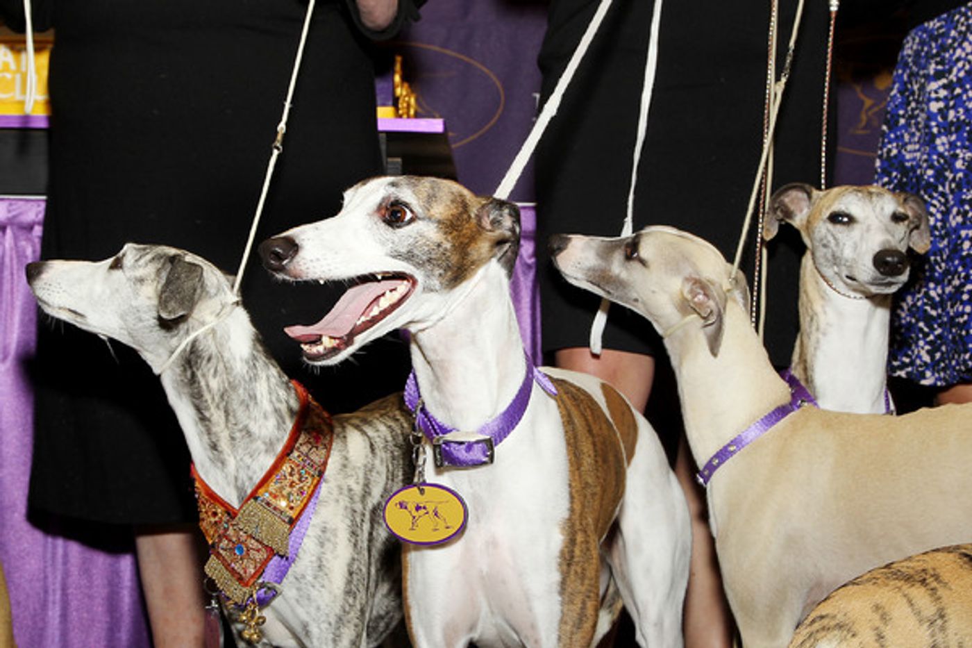 Photo Flash: Whippets Take Over the Garden to Celebrate 125 Years in Westminster Kennel Club Dog Show Photo Flash: Whippets Take Over the Garden to Celebrate 125 Years in Westminster Kennel Club Dog Show Image