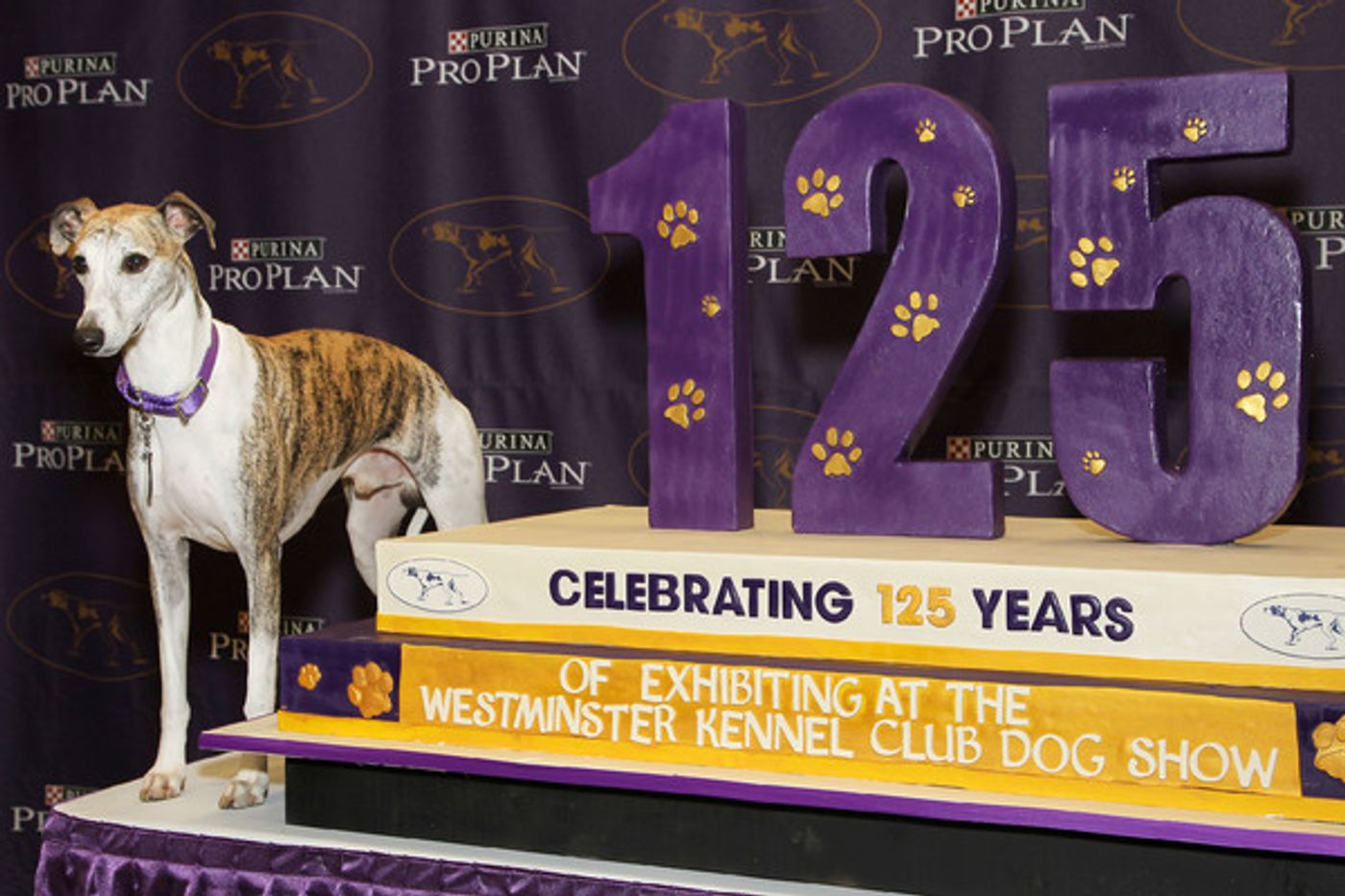 Photo Flash: Whippets Take Over the Garden to Celebrate 125 Years in Westminster Kennel Club Dog Show Photo Flash: Whippets Take Over the Garden to Celebrate 125 Years in Westminster Kennel Club Dog Show Image