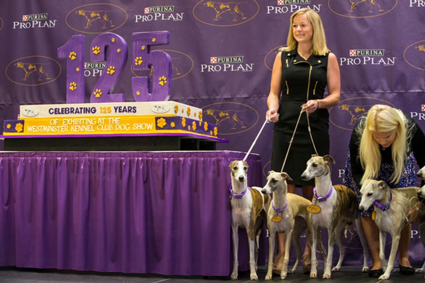 Photo Flash: Whippets Take Over the Garden to Celebrate 125 Years in Westminster Kennel Club Dog Show Photo Flash: Whippets Take Over the Garden to Celebrate 125 Years in Westminster Kennel Club Dog Show Image