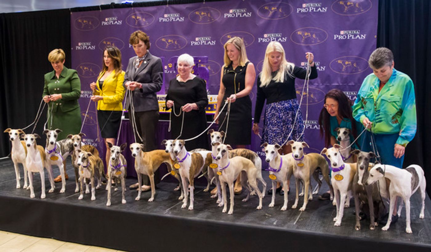 Photo Flash: Whippets Take Over the Garden to Celebrate 125 Years in Westminster Kennel Club Dog Show Photo Flash: Whippets Take Over the Garden to Celebrate 125 Years in Westminster Kennel Club Dog Show Image