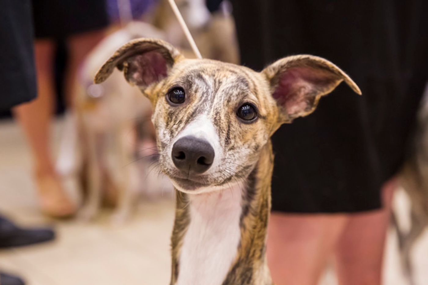 Photo Flash: Whippets Take Over the Garden to Celebrate 125 Years in Westminster Kennel Club Dog Show Photo Flash: Whippets Take Over the Garden to Celebrate 125 Years in Westminster Kennel Club Dog Show Image