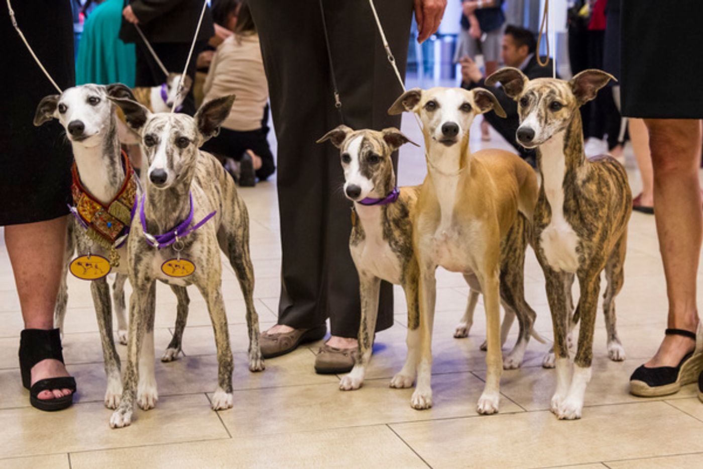 Photo Flash: Whippets Take Over the Garden to Celebrate 125 Years in Westminster Kennel Club Dog Show Photo Flash: Whippets Take Over the Garden to Celebrate 125 Years in Westminster Kennel Club Dog Show Image