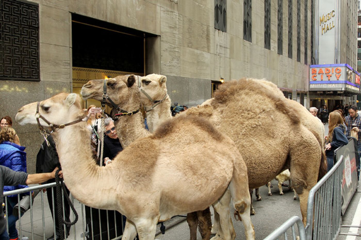 Photo Flash: The Animals of THE CHRISTMAS SPECTACULAR Load In at Radio City Music Hall  Image