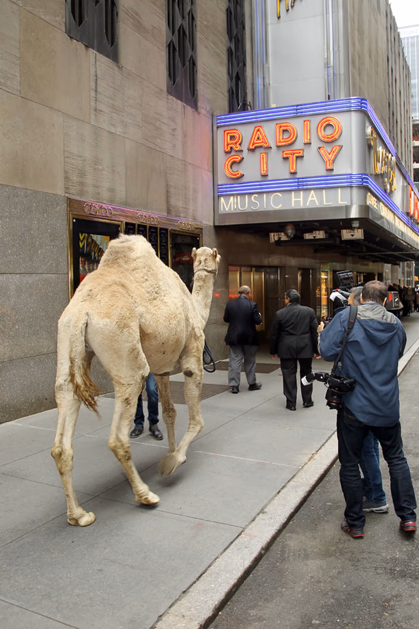 Photo Flash: The Animals of THE CHRISTMAS SPECTACULAR Load In at Radio City Music Hall  Image