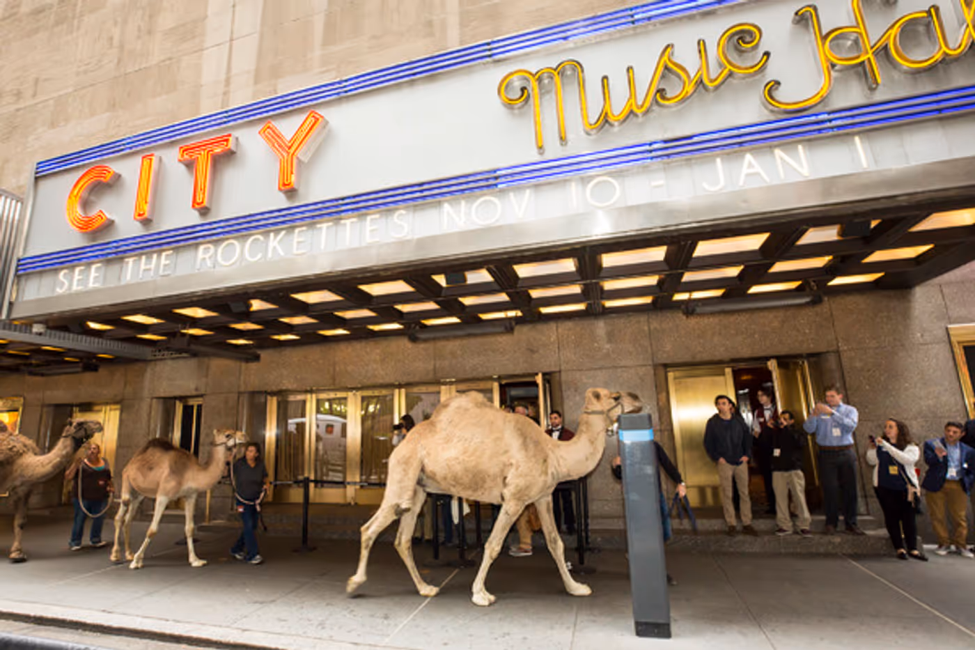 Photo Flash: The Animals of THE CHRISTMAS SPECTACULAR Load In at Radio City Music Hall  Image