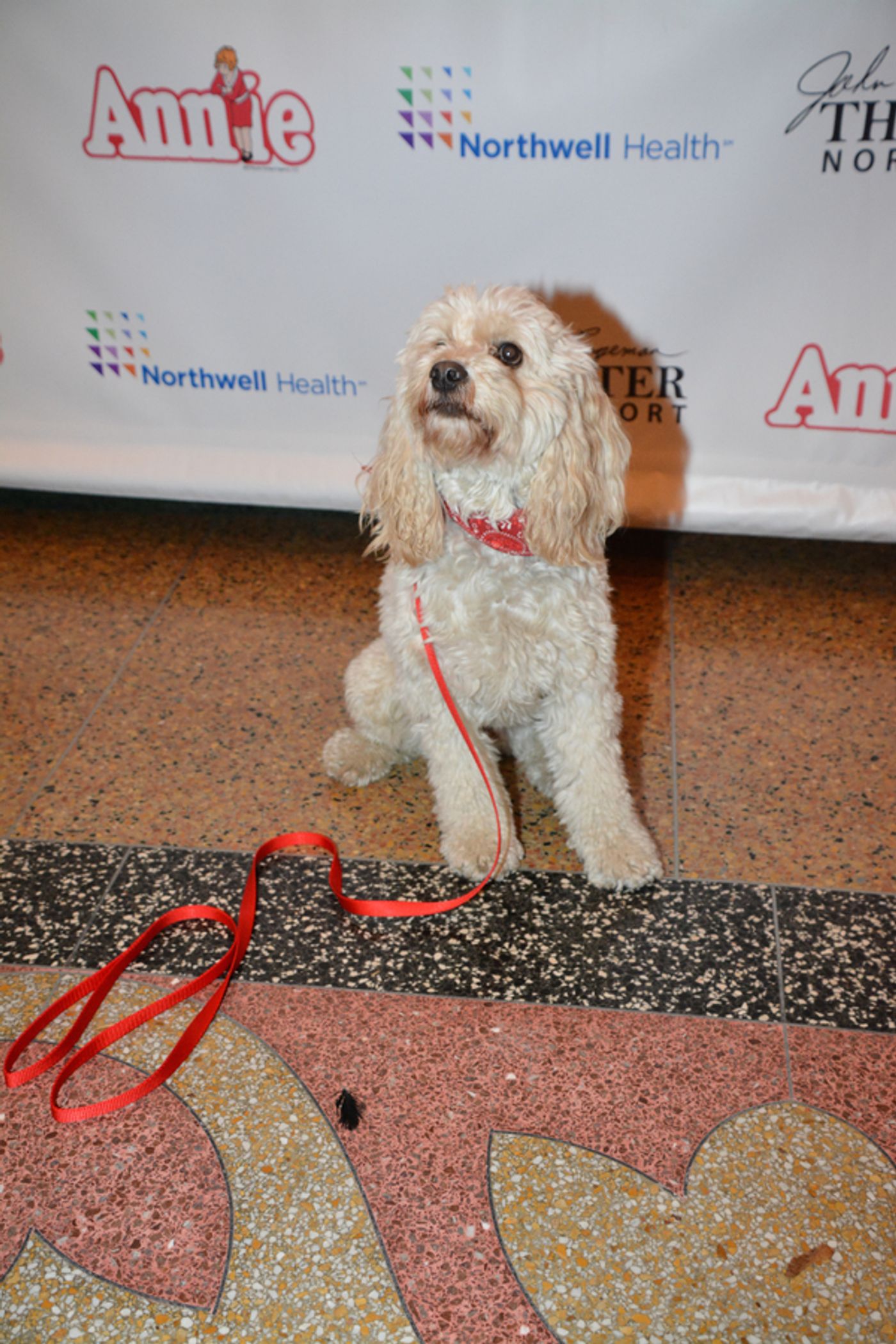 Photo Coverage: The Cast of ANNIE at The John W. Engeman Theater at Northport Celebrates Opening Night  Image