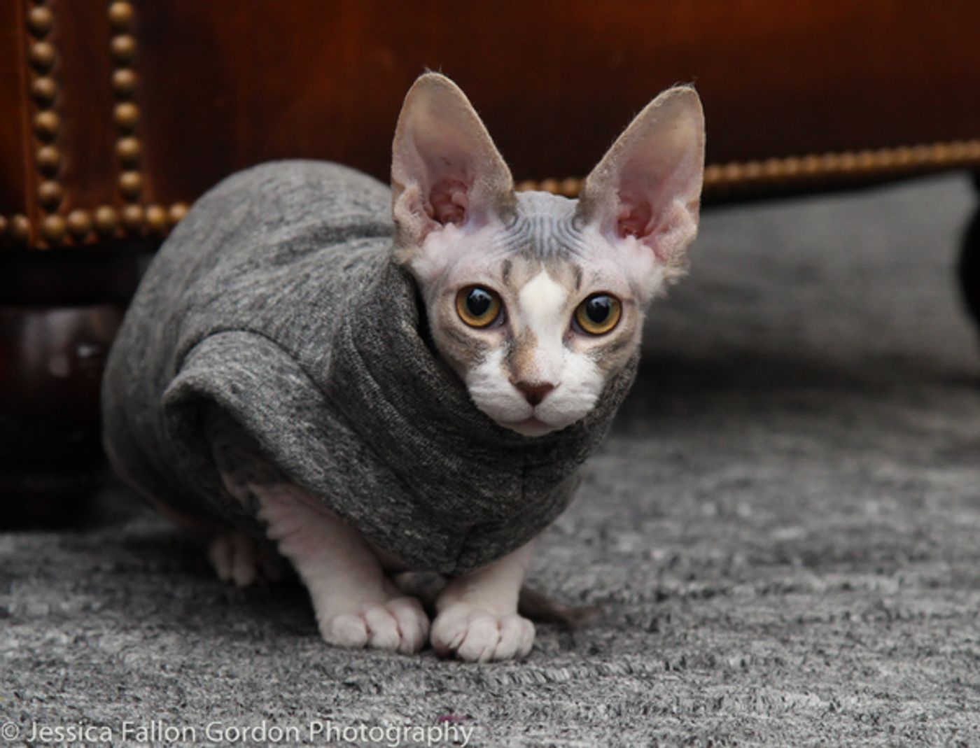 Tails of Broadway: Meet Max von Essen & Daniel Rowan's Purrrfect Pocket!  Image