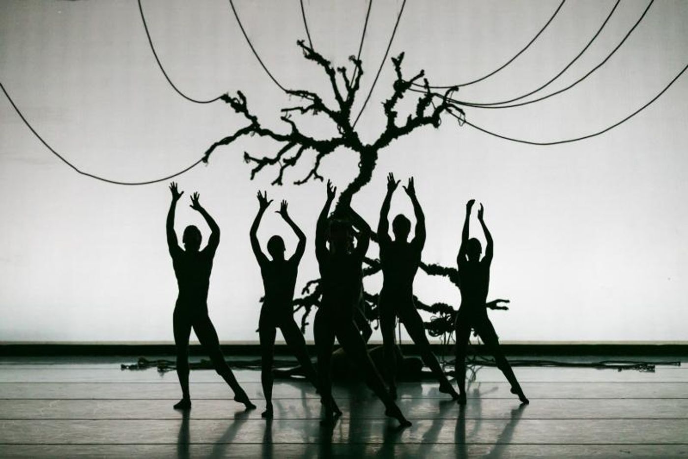 Review: Nashville Ballet's Stunning Performance of Stephen Mills' LIGHT  Image