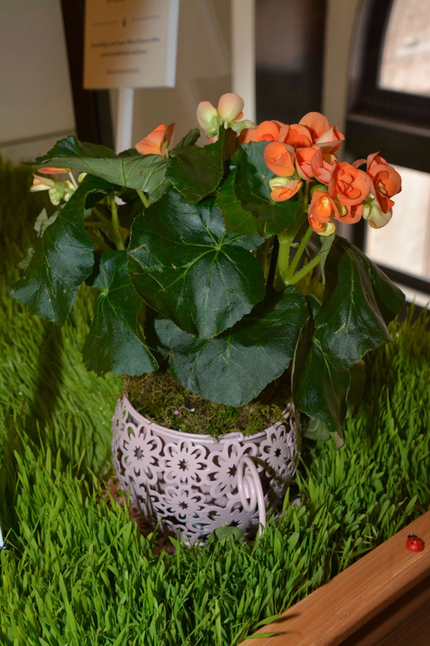 Photo Coverage: Macy's Herald Square Flower Show Presents: ONCE UPON A SPRINGTIME Photo Coverage: Macy's Herald Square Flower Show Presents: ONCE UPON A SPRINGTIME Image