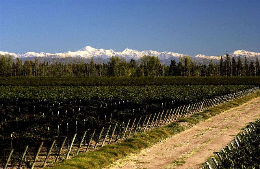 VALENTIN BIANCHI Wines from Argentina-Sip and Savor Image