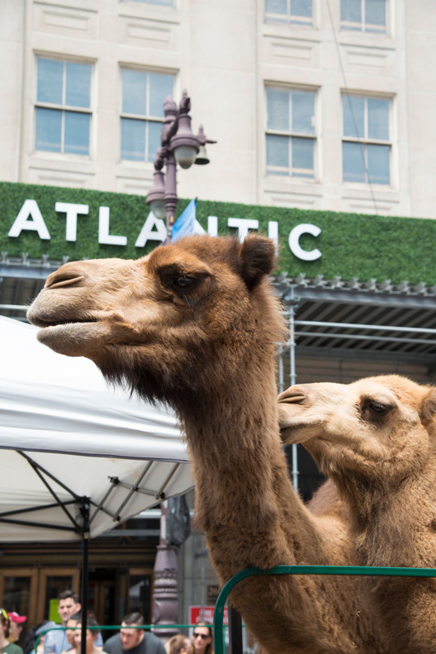 Photo Flash: The Kimmel Center Presents Philadelphia International Festival of the Arts' Street Fair Photo Flash: The Kimmel Center Presents Philadelphia International Festival of the Arts' Street Fair Image