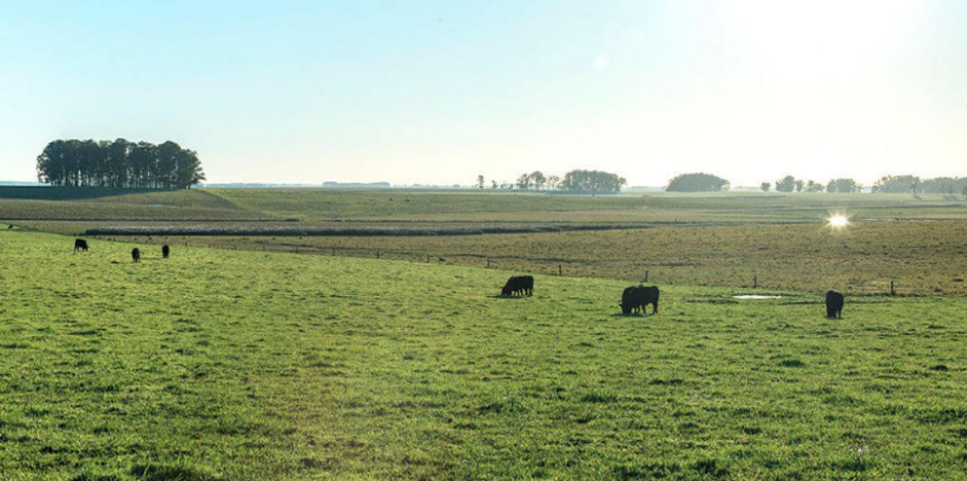 NATURES CUT Grass Fed Beef and the Fine Products of Uruguay NATURES CUT Grass Fed Beef and the Fine Products of Uruguay Image