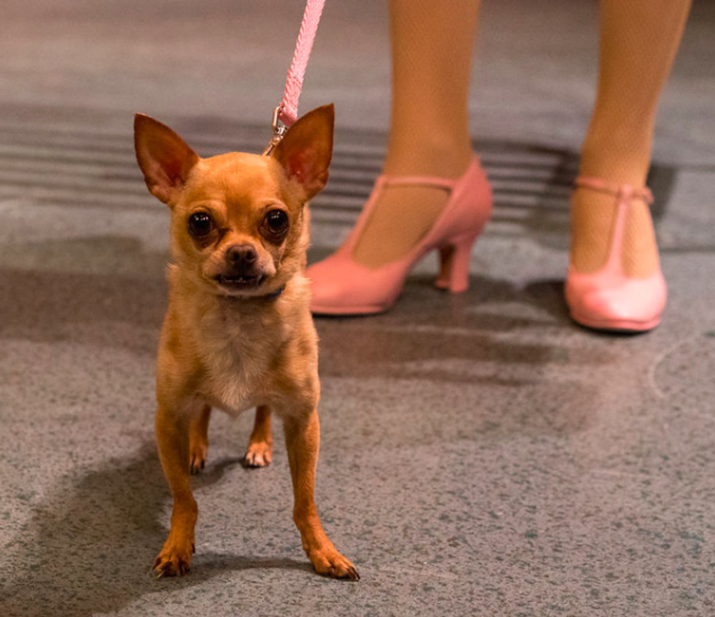 Review: LEGALLY BLONDE is Blonde and Bubbly Review: LEGALLY BLONDE is Blonde and Bubbly Image