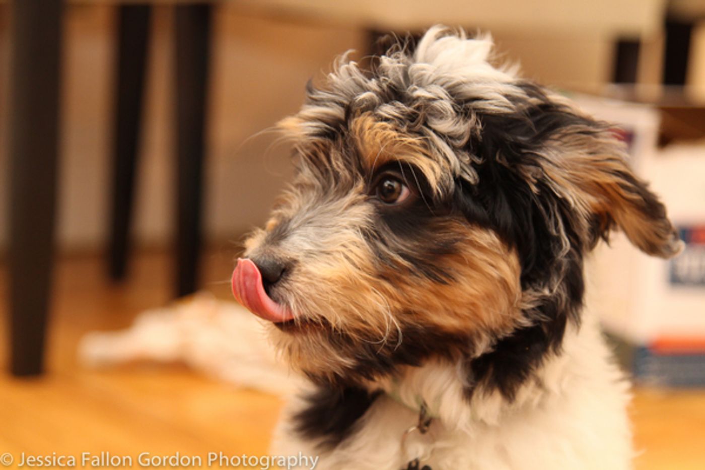 Tails of Broadway: Samantha Massell Cuddles Up with Bizet!  Image