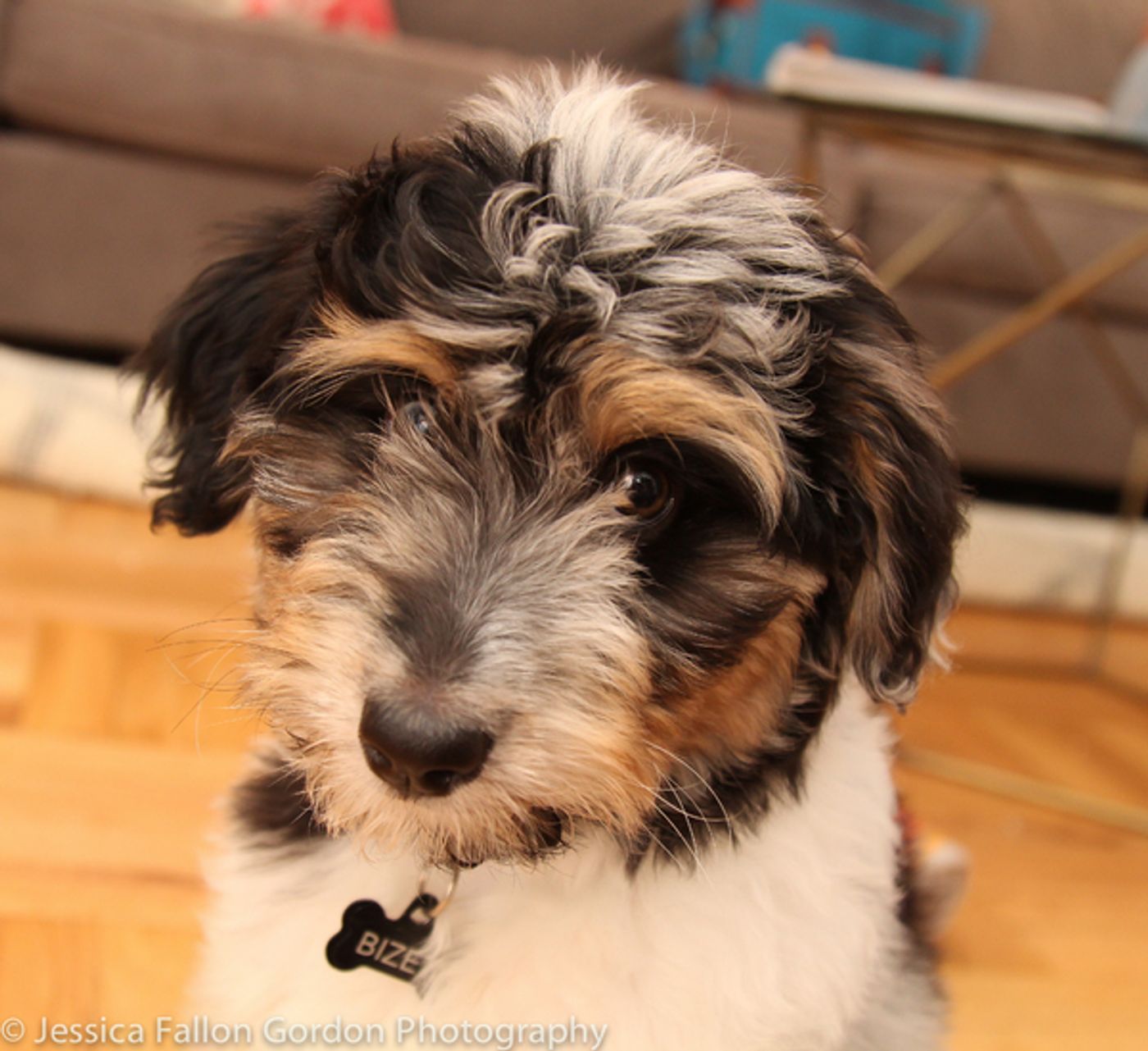 Tails of Broadway: Samantha Massell Cuddles Up with Bizet!  Image