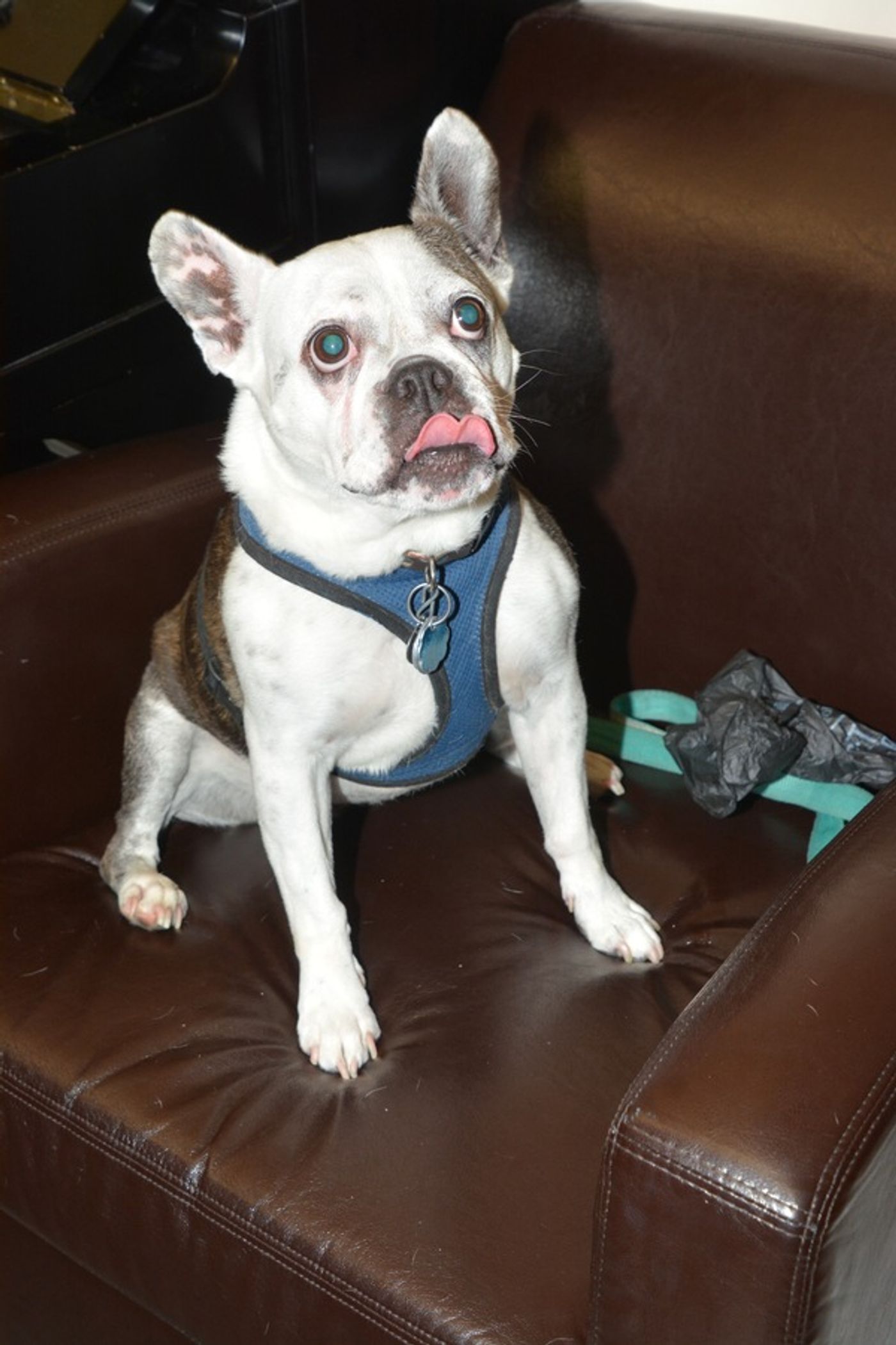 Photo Coverage: Backstage at the BEST IN SHOWS Benefit Concert at Feinstein's/54 Below  Image