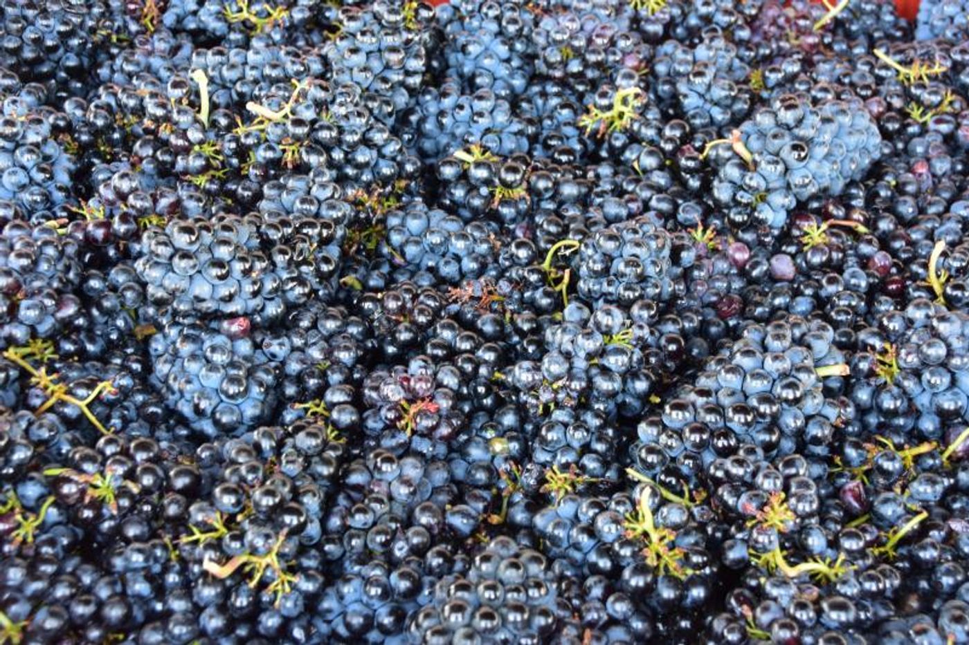 GEORGES DUBOEUF BEAUJOLAIS NOUVEAU 2018 Debuts on 11/15  Image