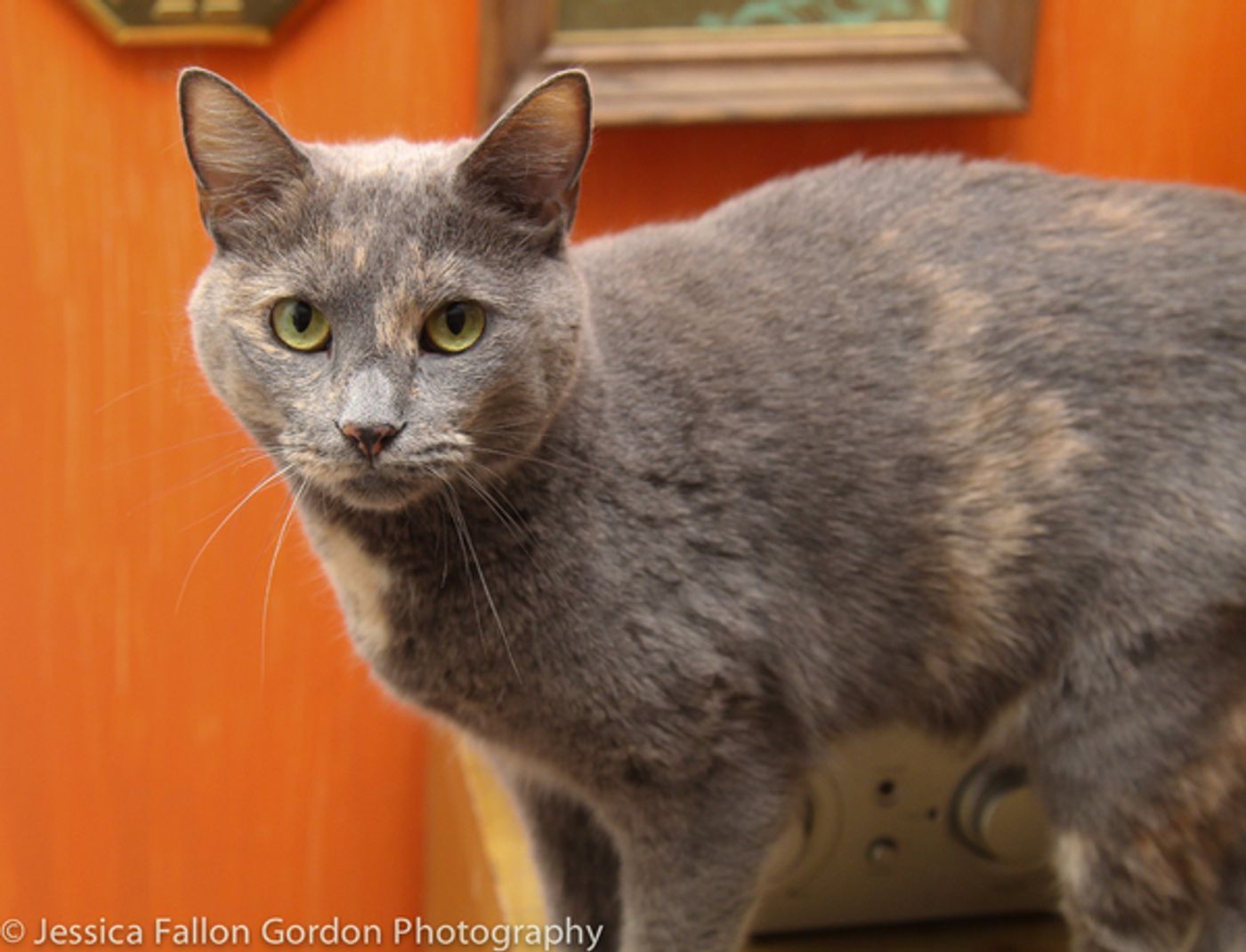Tails of Broadway: Greg Hildreth Curls Up with Pigeon and Basil!  Image