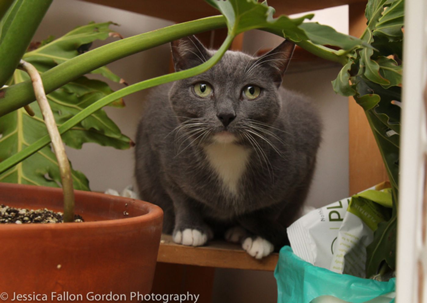 Tails of Broadway: Greg Hildreth Curls Up with Pigeon and Basil!  Image
