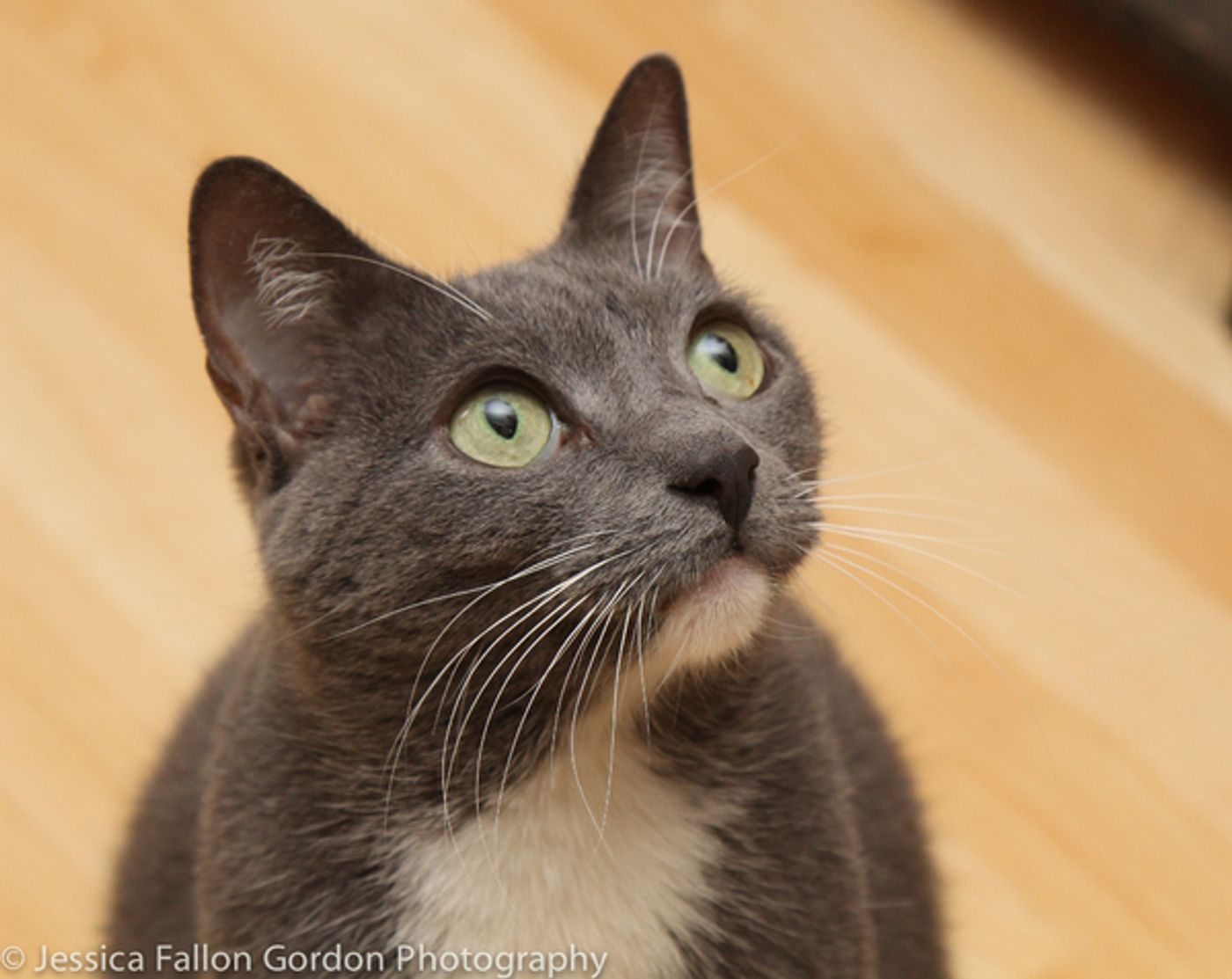 Tails of Broadway: Greg Hildreth Curls Up with Pigeon and Basil!  Image