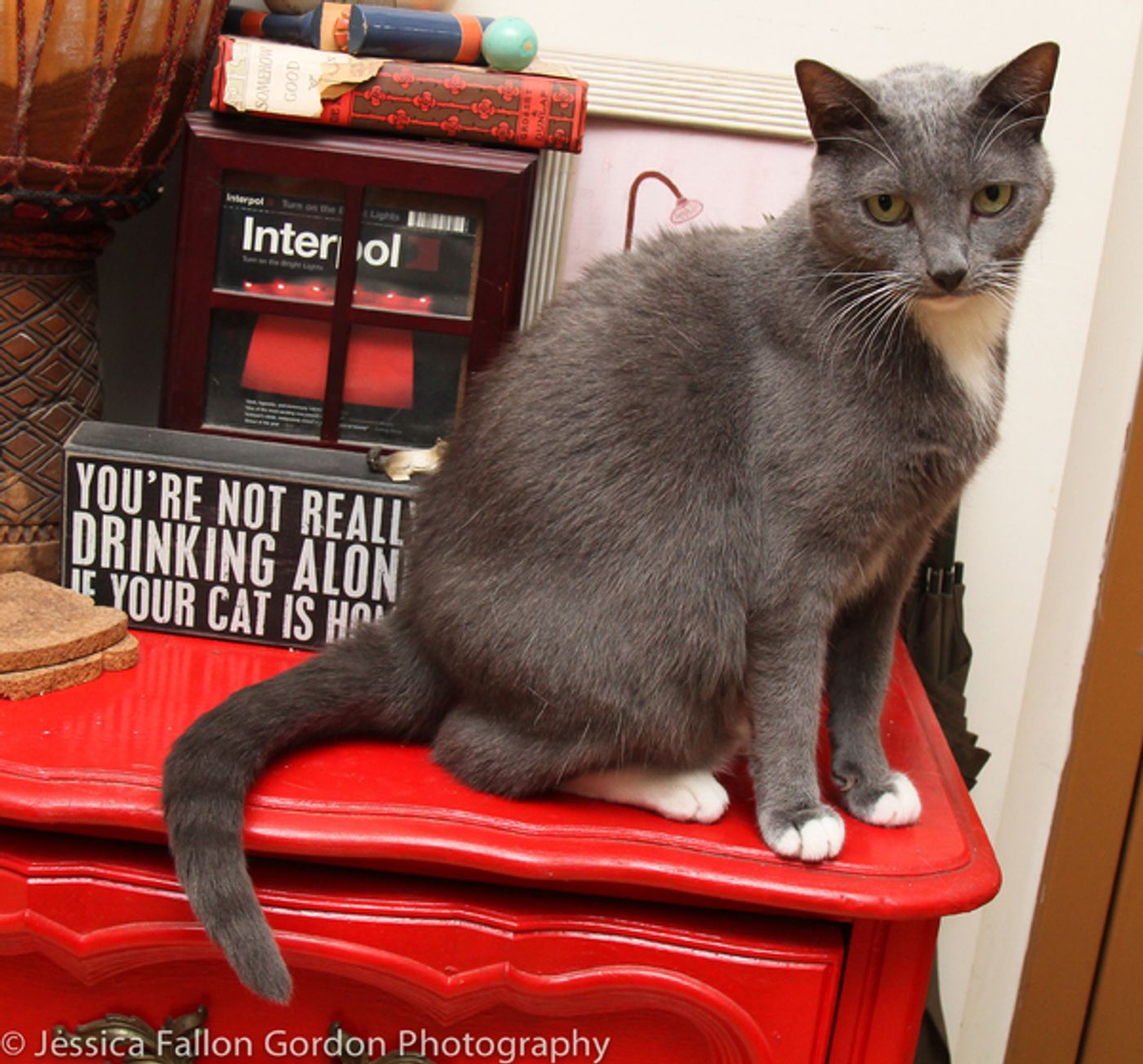 Tails of Broadway: Greg Hildreth Curls Up with Pigeon and Basil!  Image