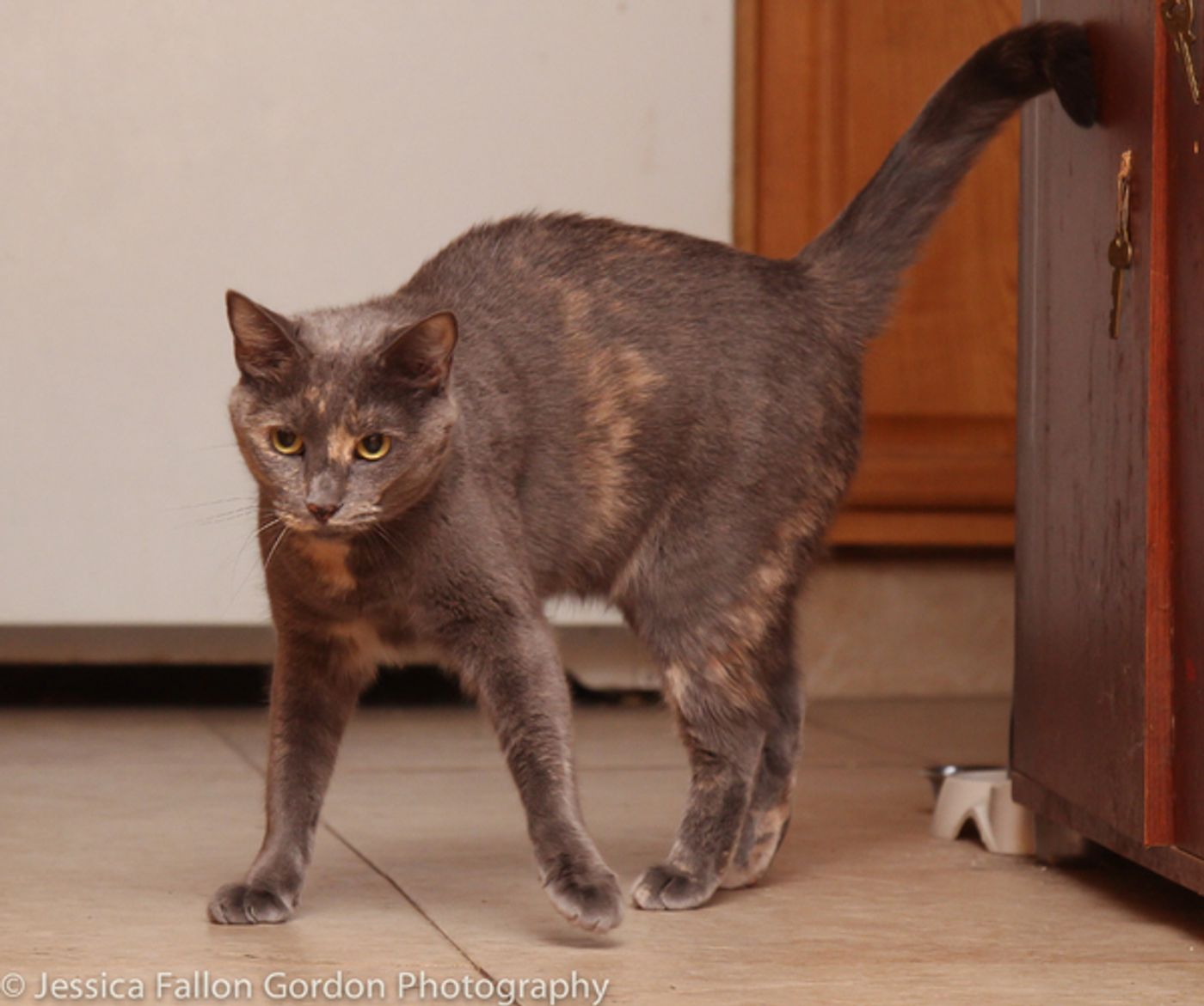Tails of Broadway: Greg Hildreth Curls Up with Pigeon and Basil!  Image
