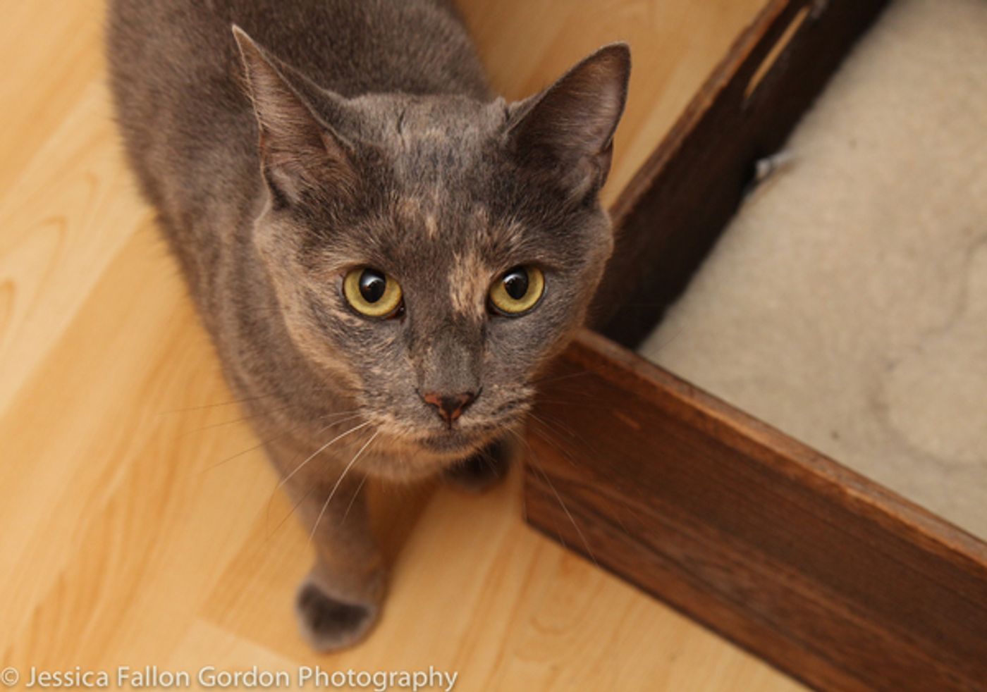 Tails of Broadway: Greg Hildreth Curls Up with Pigeon and Basil!  Image