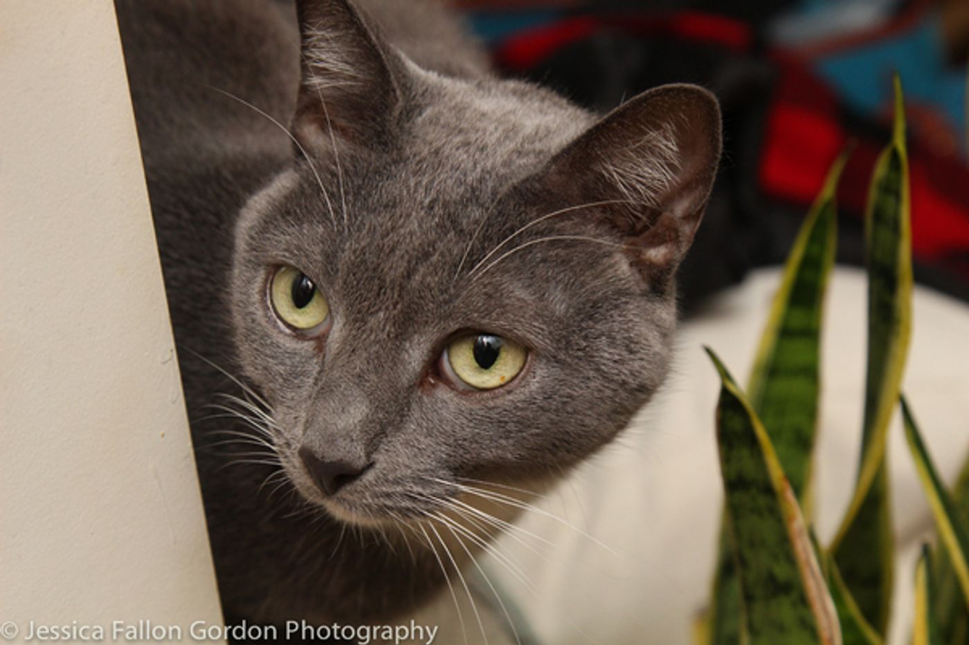 Tails of Broadway: Greg Hildreth Curls Up with Pigeon and Basil!  Image