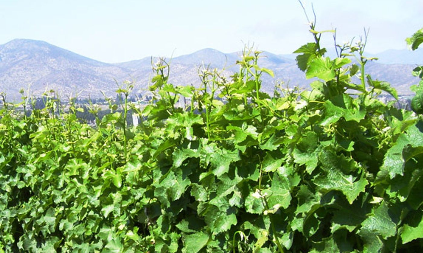 Photo Coverage: 9 LIVES Wine from Chile is Delightful and Approachable Photo Coverage: 9 LIVES Wine from Chile is Delightful and Approachable Image