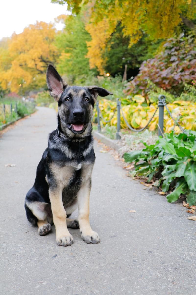 Pets Of Broadway: Meet Caroline Bowman & Austin Colby's newest family member, Kodak!  Image