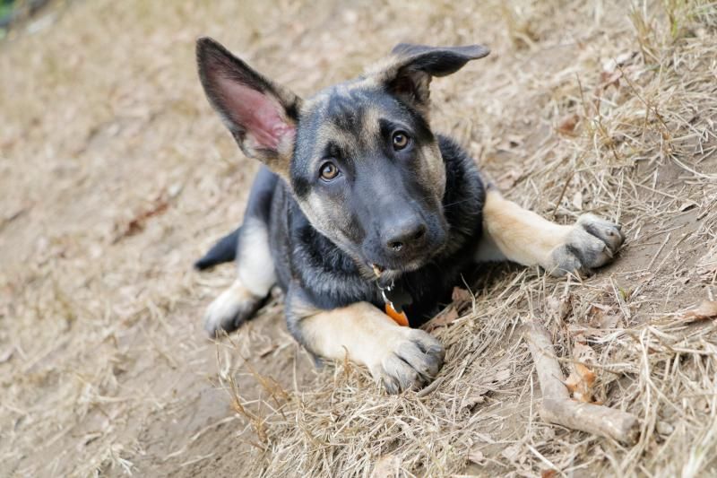 Pets Of Broadway: Meet Caroline Bowman & Austin Colby's newest family member, Kodak!  Image