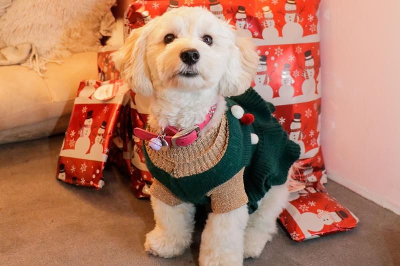 Pets Of Broadway: Meet Samantha Barks' Little Diva, Ivy Barks! Pets Of Broadway: Meet Samantha Barks' Little Diva, Ivy Barks! Image