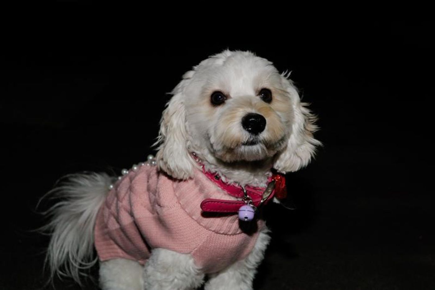 Pets Of Broadway: Meet Samantha Barks' Little Diva, Ivy Barks!  Image