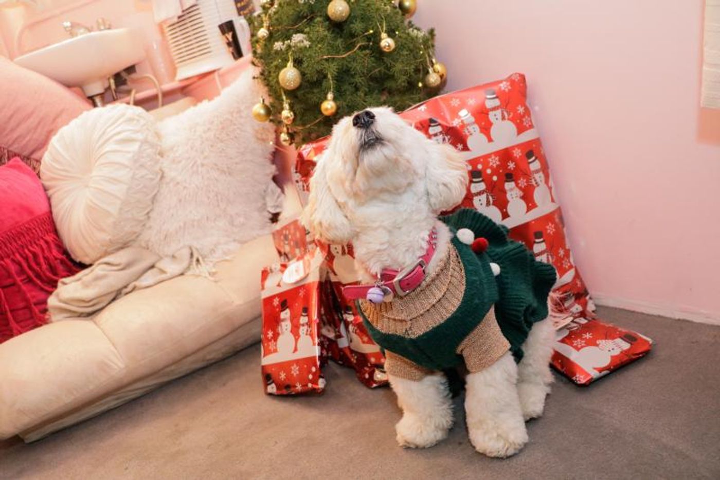 Pets Of Broadway: Meet Samantha Barks' Little Diva, Ivy Barks!  Image